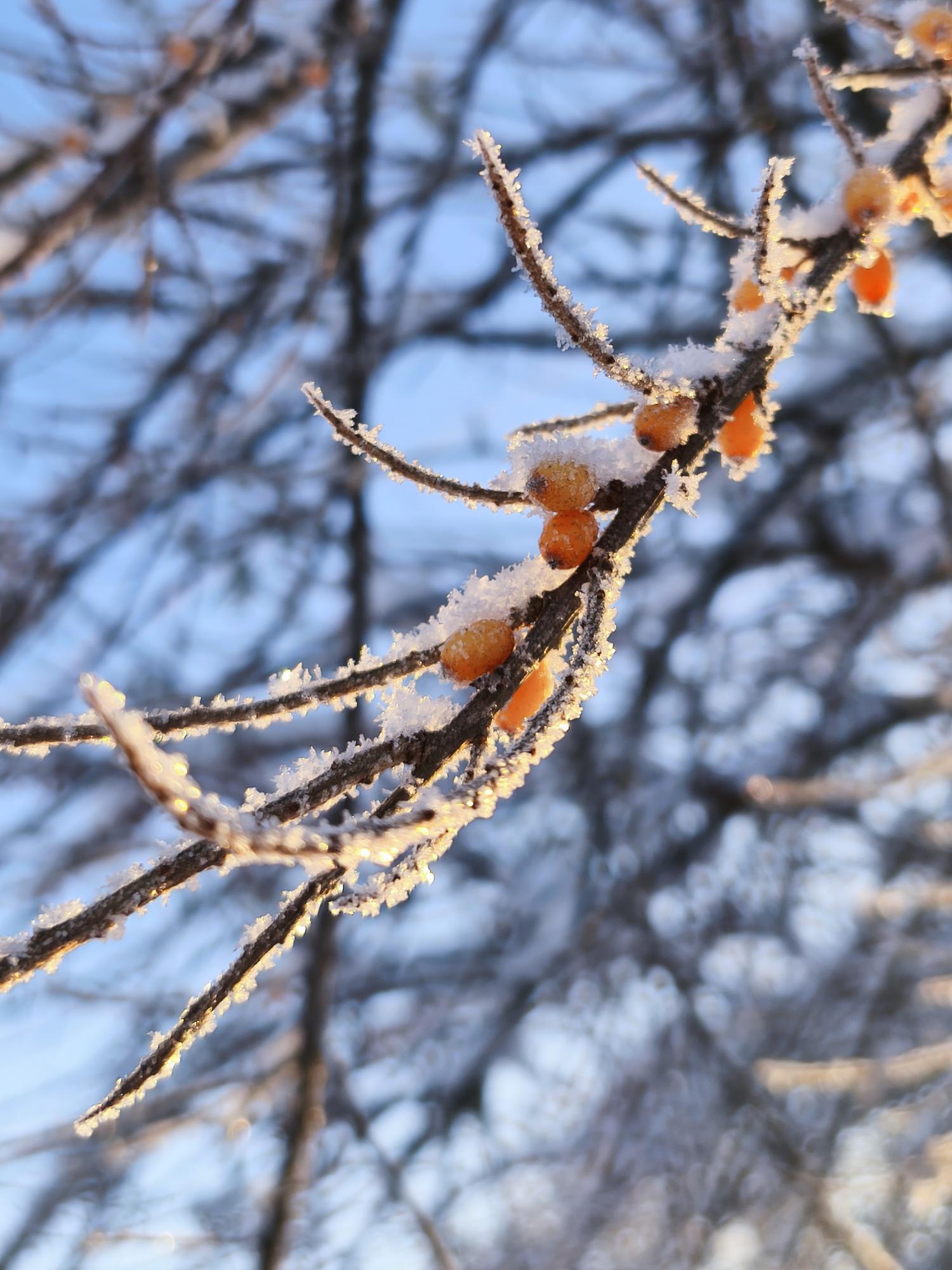 Січень вразив: яке диво природи помітили українці під час сильних морозів (фото)